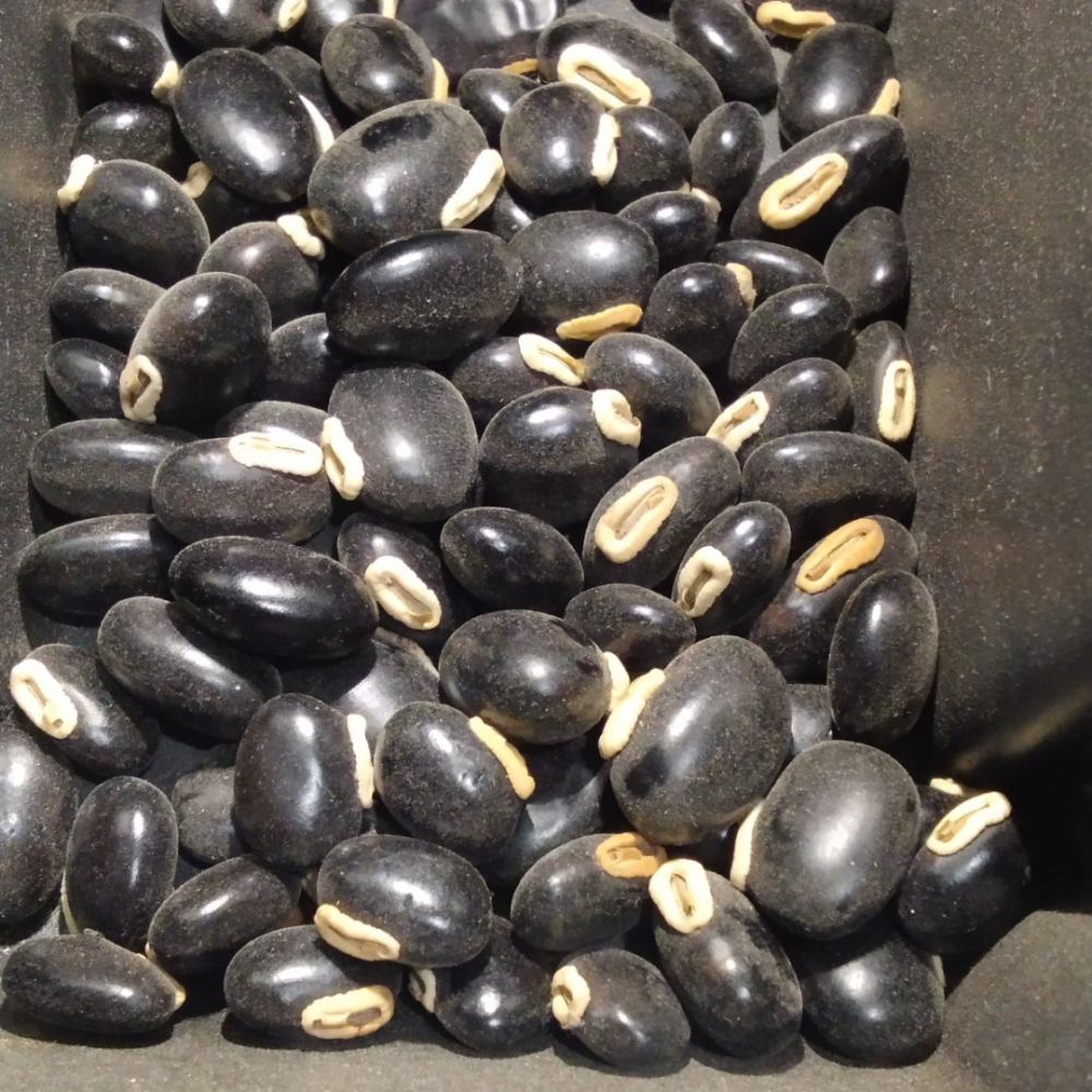 Fava - Preto Velho
