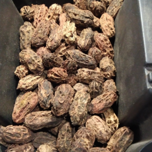 Fava - Exu