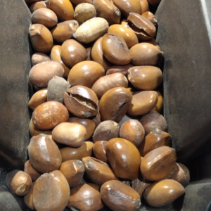 Fava - Ario