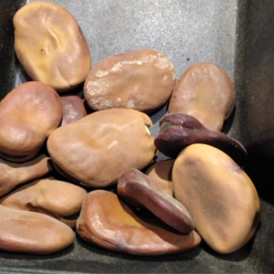 Fava Iansã