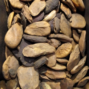 Fava - Abere