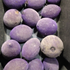 Fava - Nana Bola Roxa