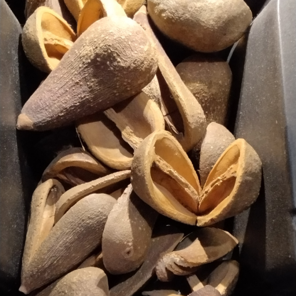 Fava - Opele
