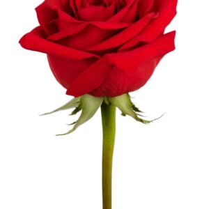 Botao de Rosa vermelha - Natural unidade