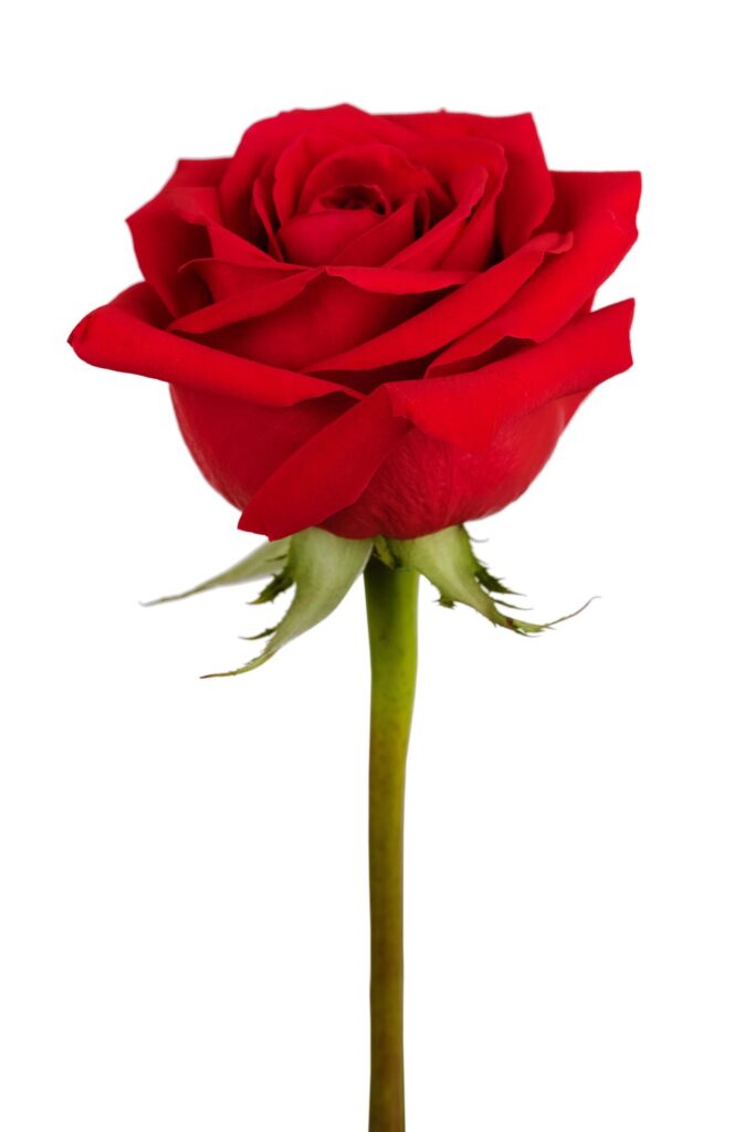 Botao de Rosa vermelha - Natural unidade