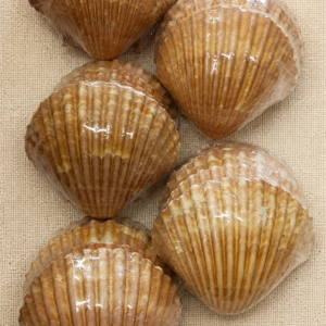 Concha shell media unidade