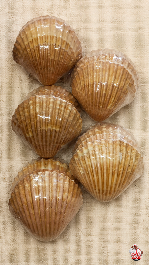 Concha shell media unidade