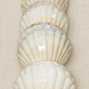 Shell branca grande unidade